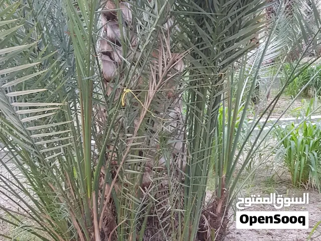 للبيع صرم خلاص و نغال ملويف بجودة ممتازة