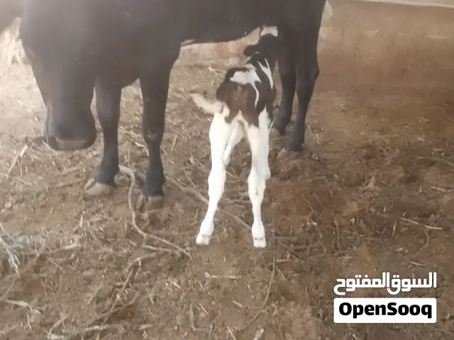 بكيره للبيع