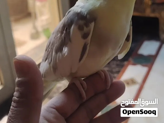 نتايه كوكتيل