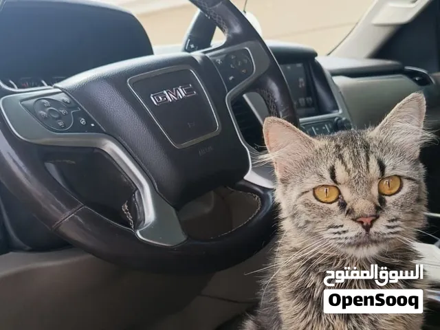 قطة شيرازية أليفة جدا