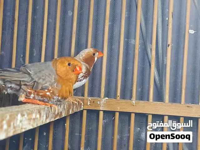 زواج ازبيل للفحل اورنج والنثيه ازابيل