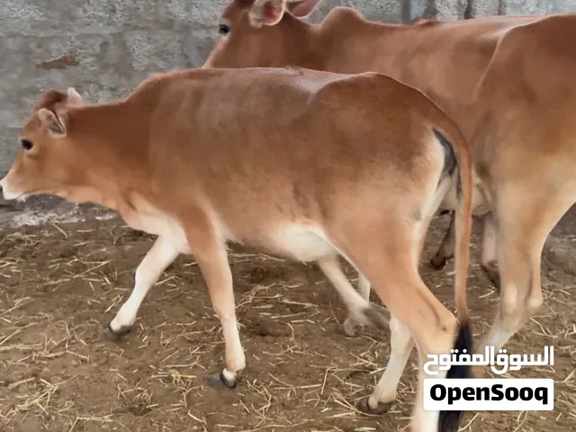 للبييع عجلات 3