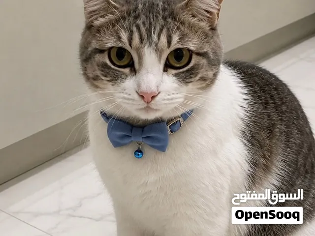 قط ذكر للتبني العاجل