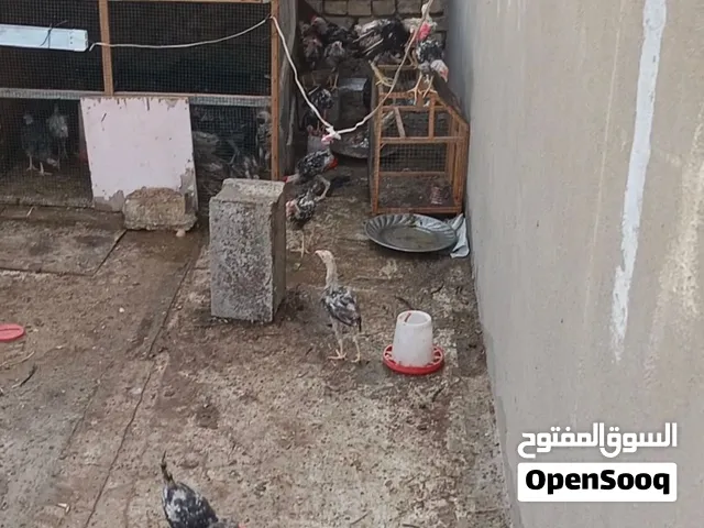 السلام عليكم دي وجه للبيع