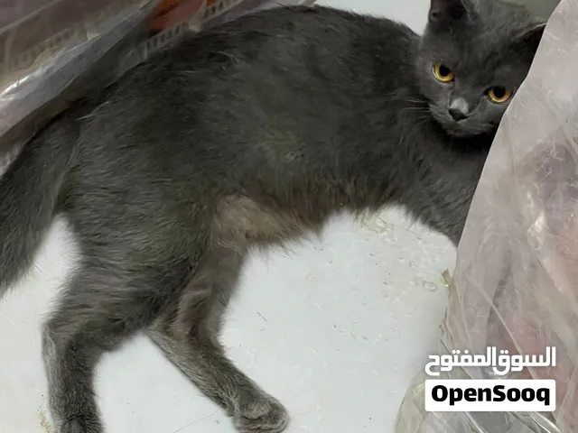 سكوتش فولد (Scottish Fold)