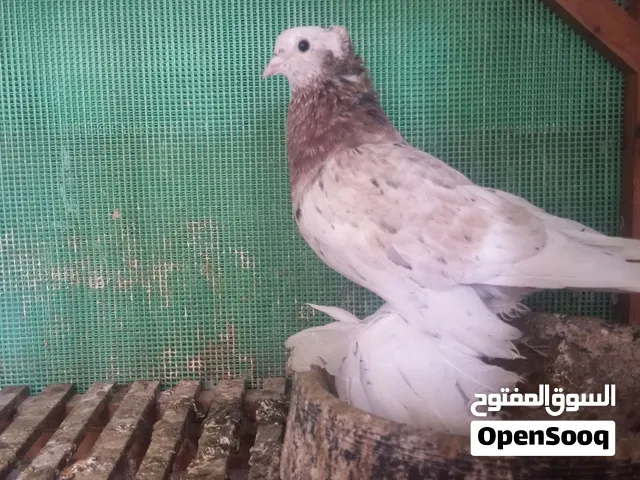 حمام هزاز واسباني