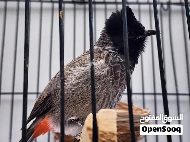 بلبل كشميري الليف للبيع عمرة 9 اشعر، السعر 140 ما اعرف نثية او فحل بس عالاغلب فحل.