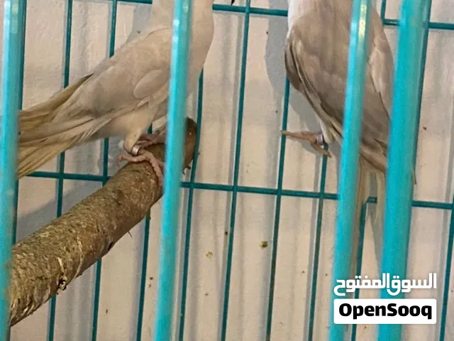 ببغاء دره ازواج وفحوله