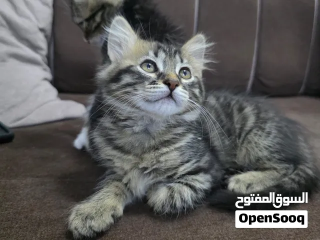 كتن ذكر وانثى شيرازي مكس بريطاني ماربل قصير الشعر للبيع