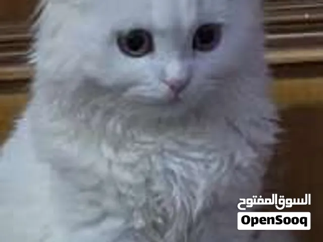 اريد قطة للتبني