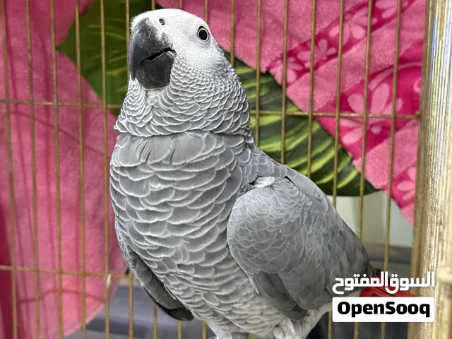 كاسيكو حجم ممتاز