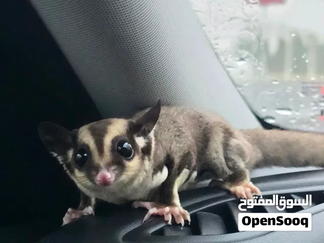 للبيع سنجاب طائر sugar glider اليف ومتعلم وما يعض العمر 5 شهور تقريبًا