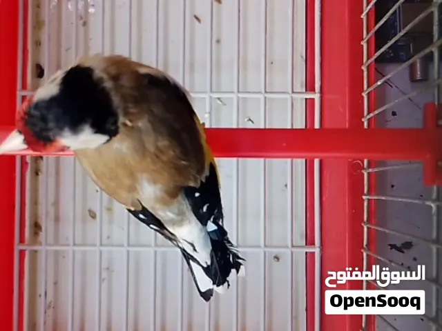 متاح طير حسون بصلاه على النبي موجود فيديو ما زبط ينزل على السوق المفتوح