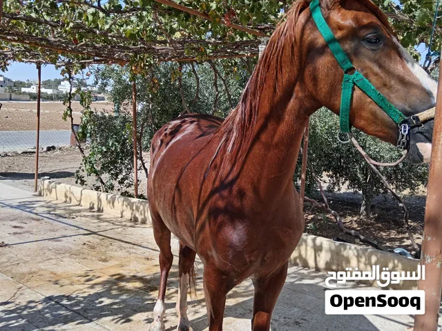 مهرة بدوية للبيع معها مهر عمره شهرين