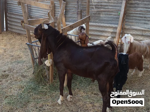 تيس حجازي باكستاني فحل