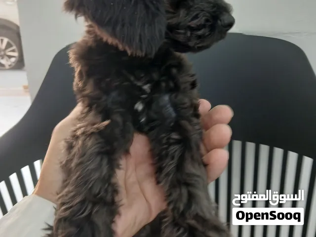 كلبين بودل  عمرهم 3 اشهر لديهم جواز به جميع التطعيمات ولدهم شريحه