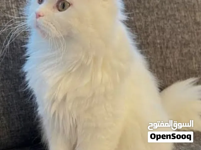 قطه لانقورا تركي الحبه الاصليه