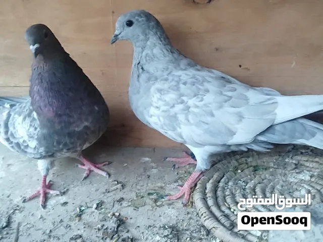 سلام عليكم