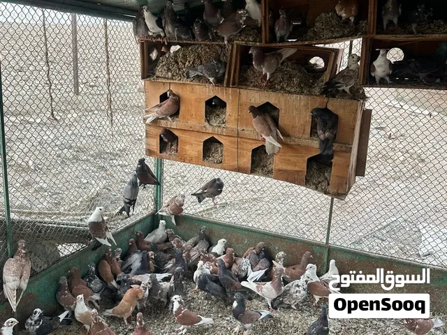 للبيع حمام حب ارمان  سعر الحبه 10 دراهم و إذا بتشتريهم كلهم بحسبلك الحبه ب 9 دراهم العدد تقريبن 50