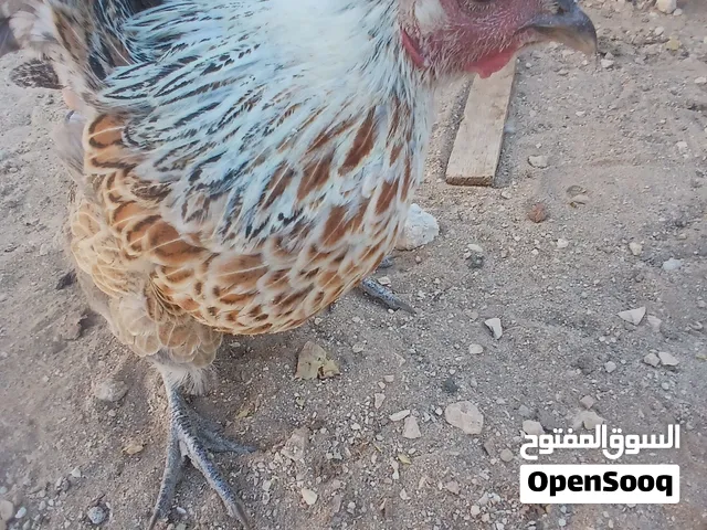 جاج لا البيع