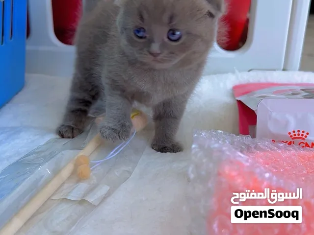 قطط سكوتش فولد وبرتش