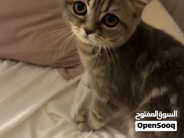 قطة سكوتش فولد