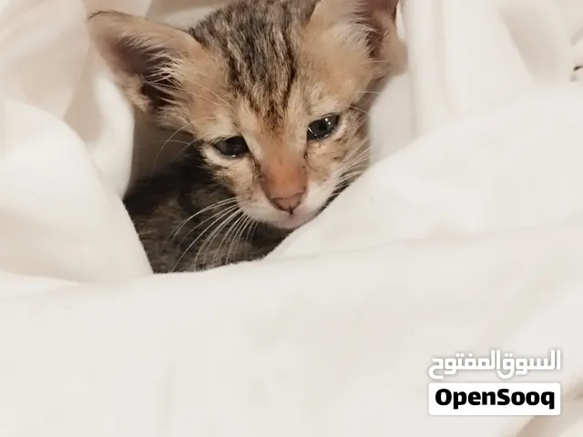 Free two month old kitten