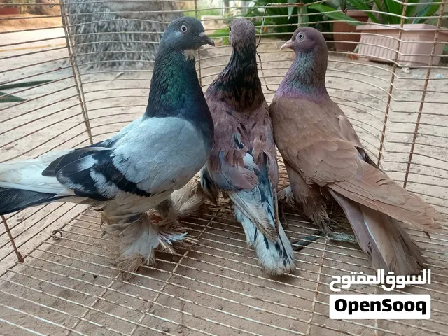 متوفر كوبية حمام شقلاب وأنثى شقلاب