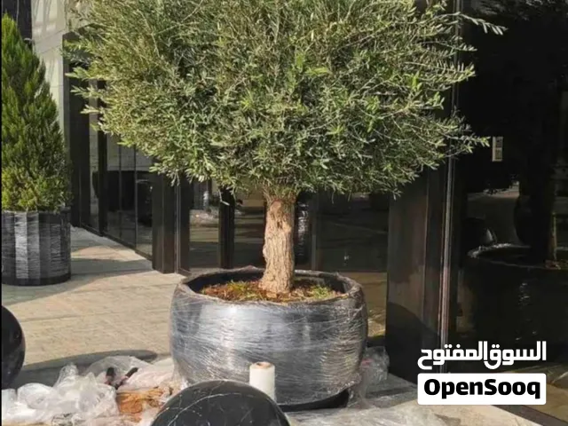 أشجار زيتون معمر زينه سماكه الجذع من 5 بوصه الا 15 بوصه