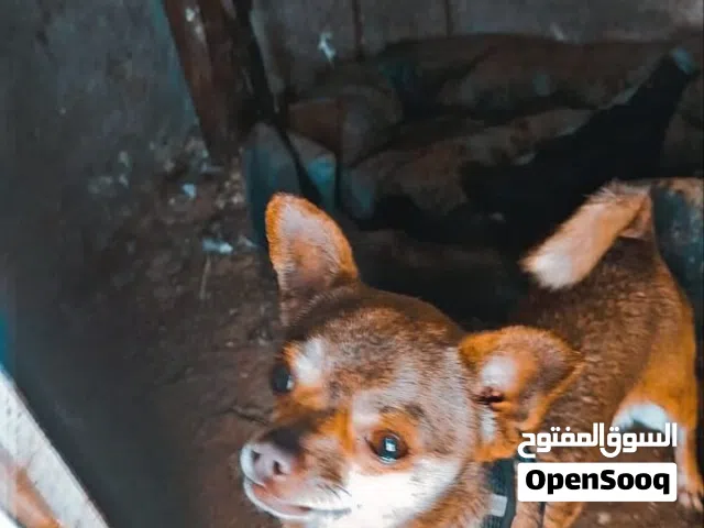 كلب شيواوا للبيع