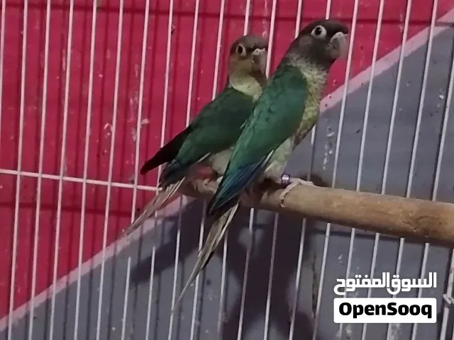 ببغانات جرينات الجوز بالتحاليل بينبول هاي رد و تركوازي يولوسايد