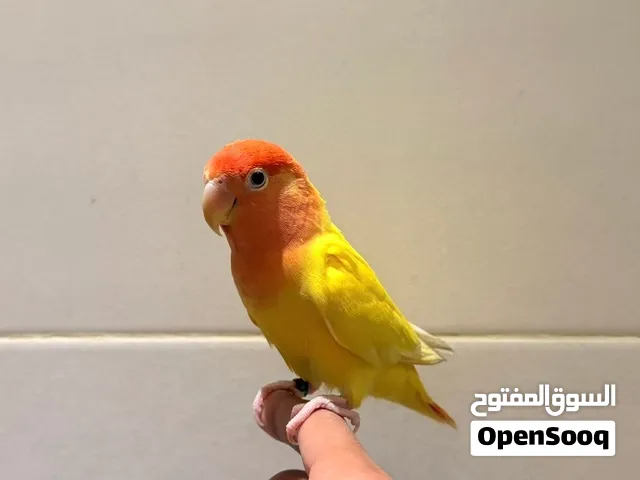 للبيع روز أليف