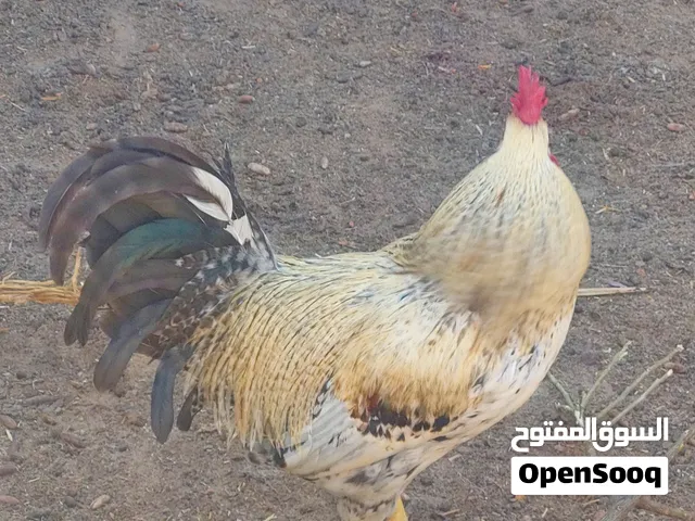 ديوك للبيع