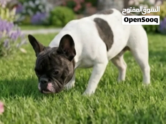 أجمل نتايه فرنش بلدوج اهالى مستورده