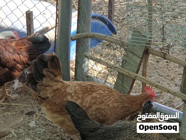 دجاج محلي وفرنسي وعسلي وذكر فزن أنظر الوصف