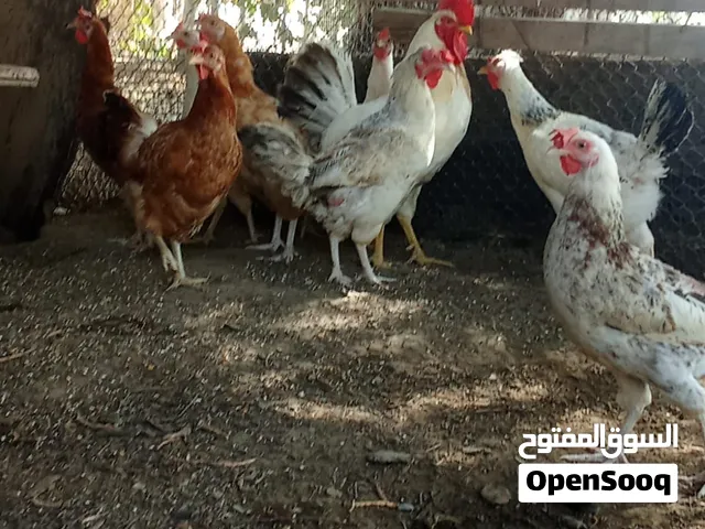 البيع دجاج فرنسي