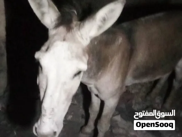 حمار للبيع