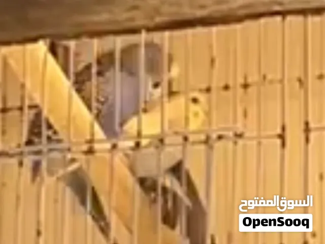 زوج هند عنده ثلاث بيضات  الذكر حاررر ماشاءالله