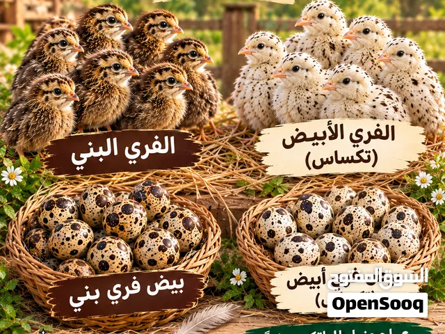 متخصص في الفري ( السمان)