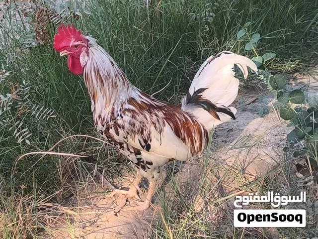 متاح ديج عرب بورسلاين