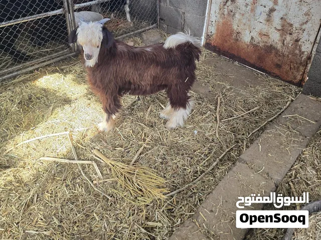 للبيع ذبايح سمان