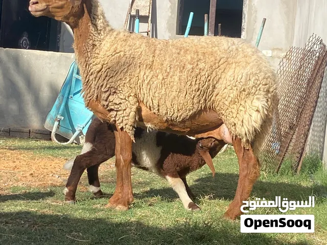 نعجة تبارك الله للبيع
