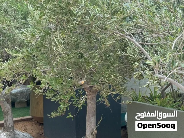 اشجار زيتون زينه للحدائق والمنتزهات