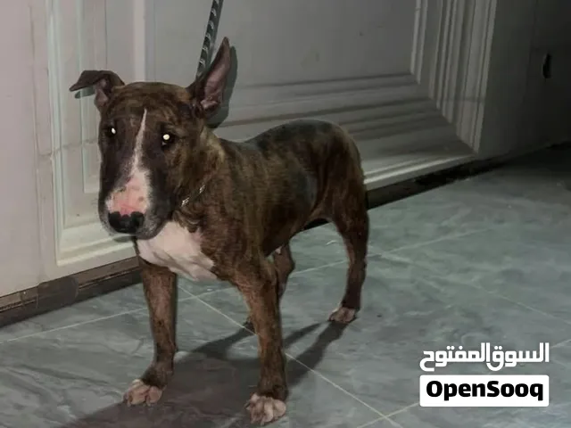 كلبه عمرها سنتين