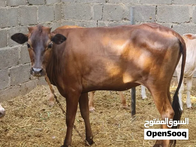 للبيع بقره امورها طيبه ماشاءالله مد وشود