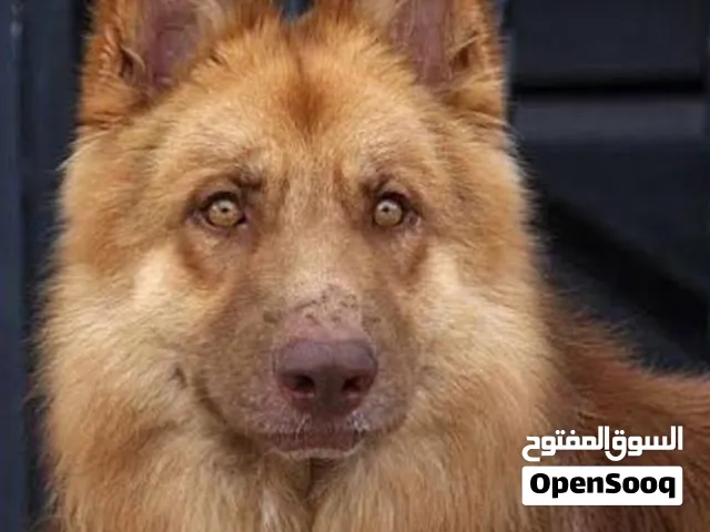 جيرمن بيور
