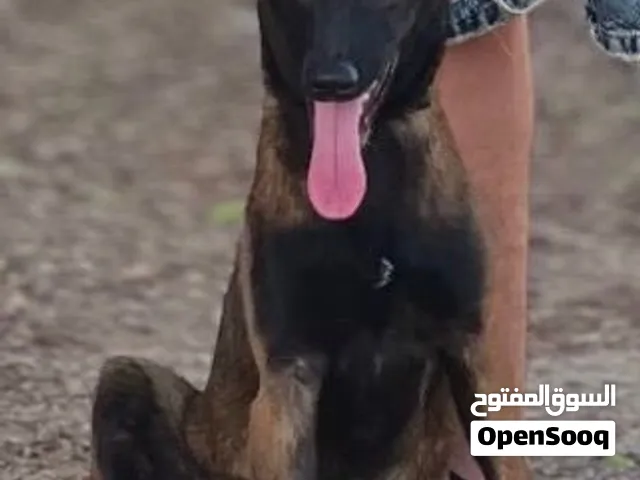 للبيع بي 1500