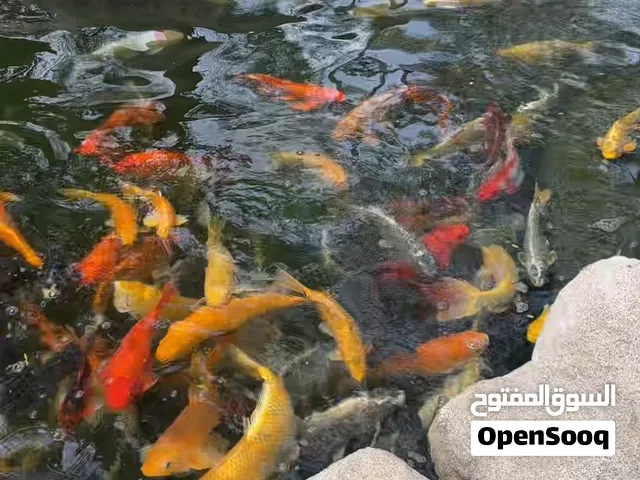 Different size Koi fish