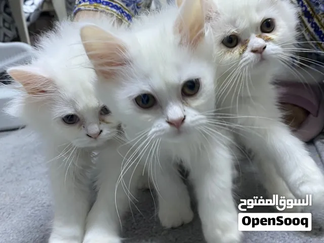 ثلاث قطط