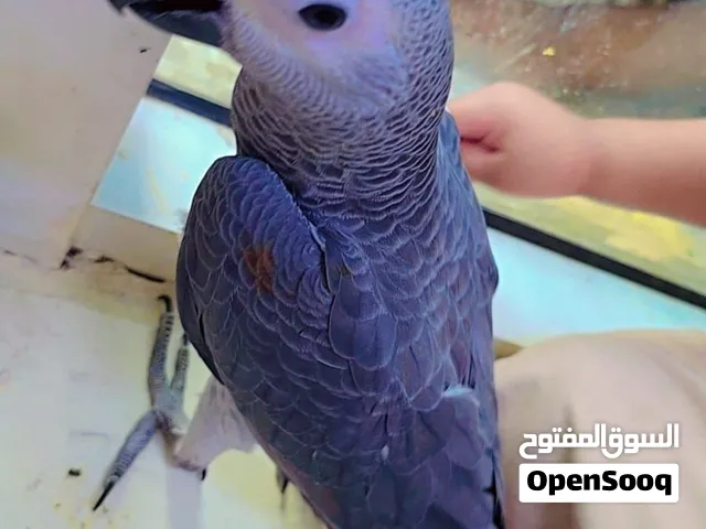 African Grey Kasko Red Factor Mutation  كاسكو أفريقي ريد فاكتور